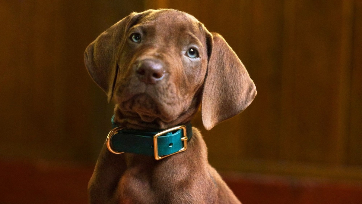 Scooby-Doo en live-action : Netflix mise sur un vrai chien pour sa nouvelle série