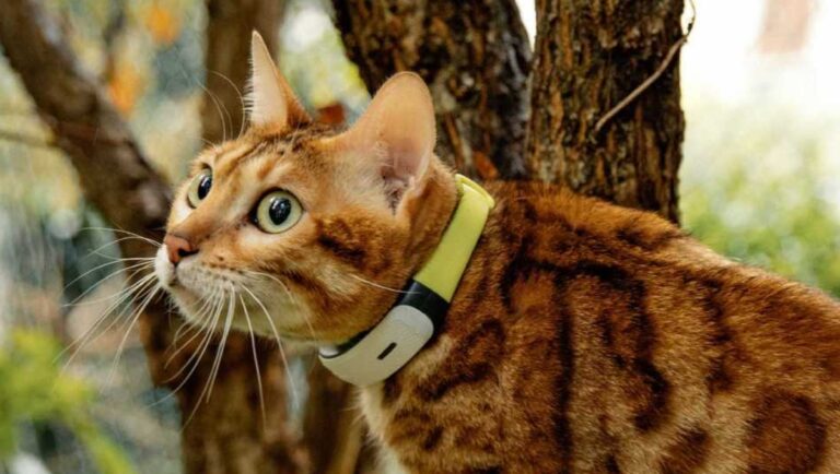 Kippy Cat 2 : le tracker GPS qui révolutionne la surveillance de votre chat
