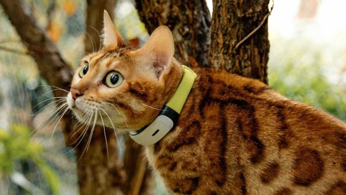 Kippy Cat 2 : le tracker GPS qui révolutionne la surveillance de votre chat