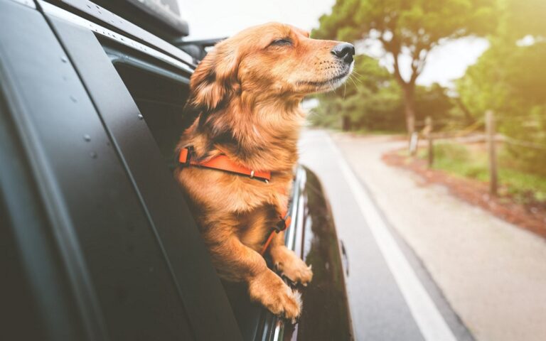 L’IA de Samsung peut-elle surveiller la santé de votre chien ? Voici ce qu’il faut savoir