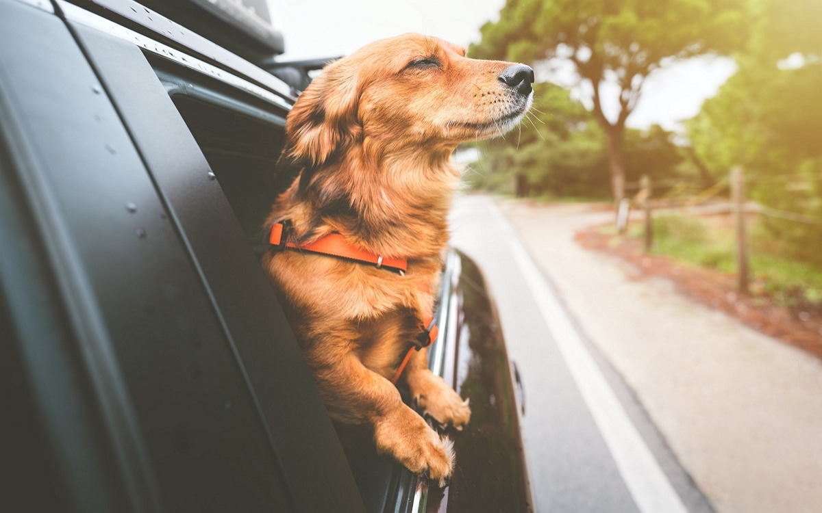 L’IA de Samsung peut-elle surveiller la santé de votre chien ? Voici ce qu’il faut savoir