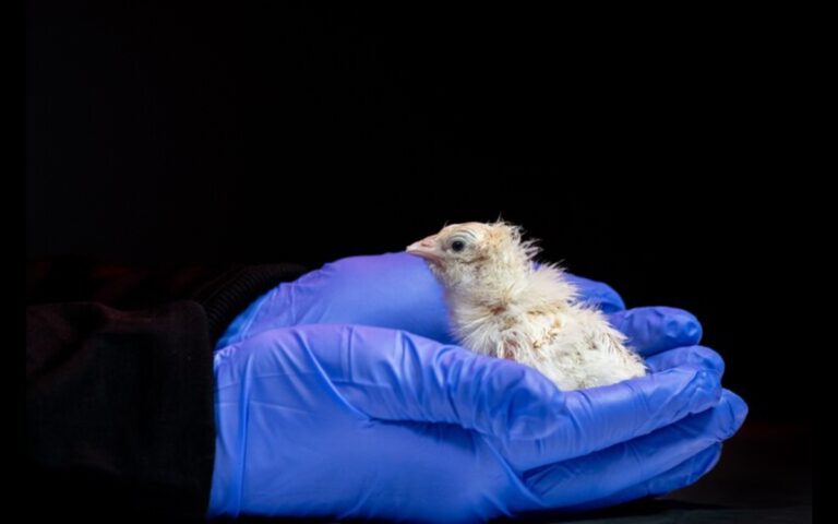 Le dodo bientôt de retour ? Des scientifiques révolutionnent la résurrection d&rsquo;espèces disparues